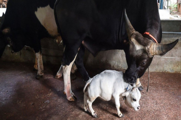 В Бангладеш обнаружили самую маленькую в мире корову